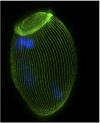 stentor coeruleus fluorescent image
